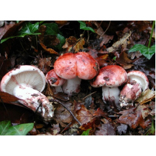 Мицелий Гигрофора сыроежкового / Вишняк (Hygrophorus russula)